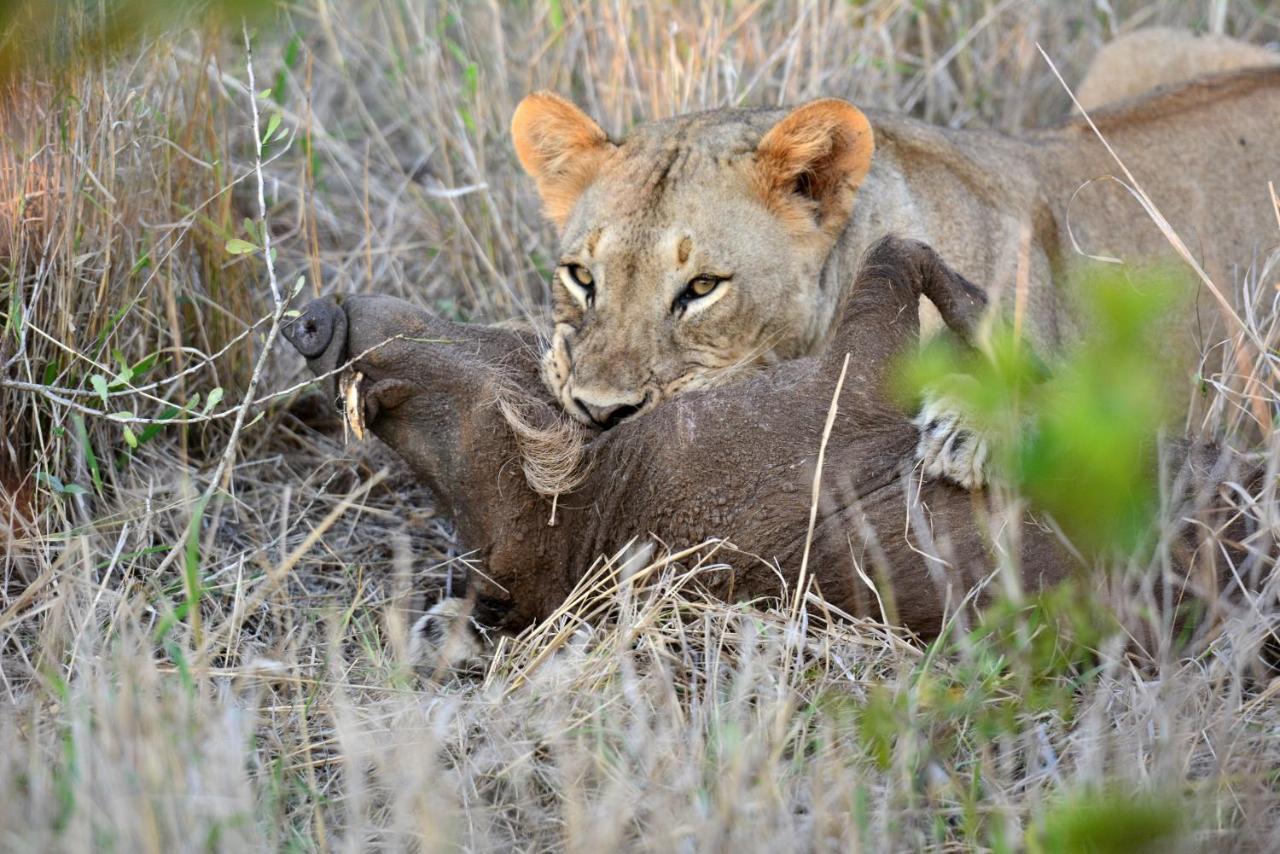 Lodge Bayala Private Safari *